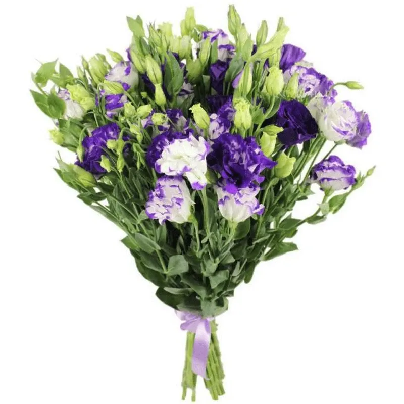 Эустома бело-фиолетовый