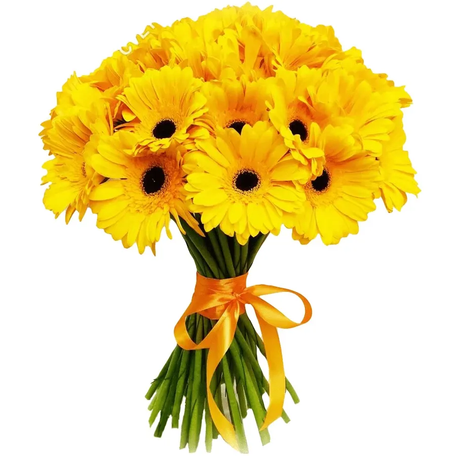 Гербера желтая