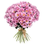 Хризантемы ромашковые розовые